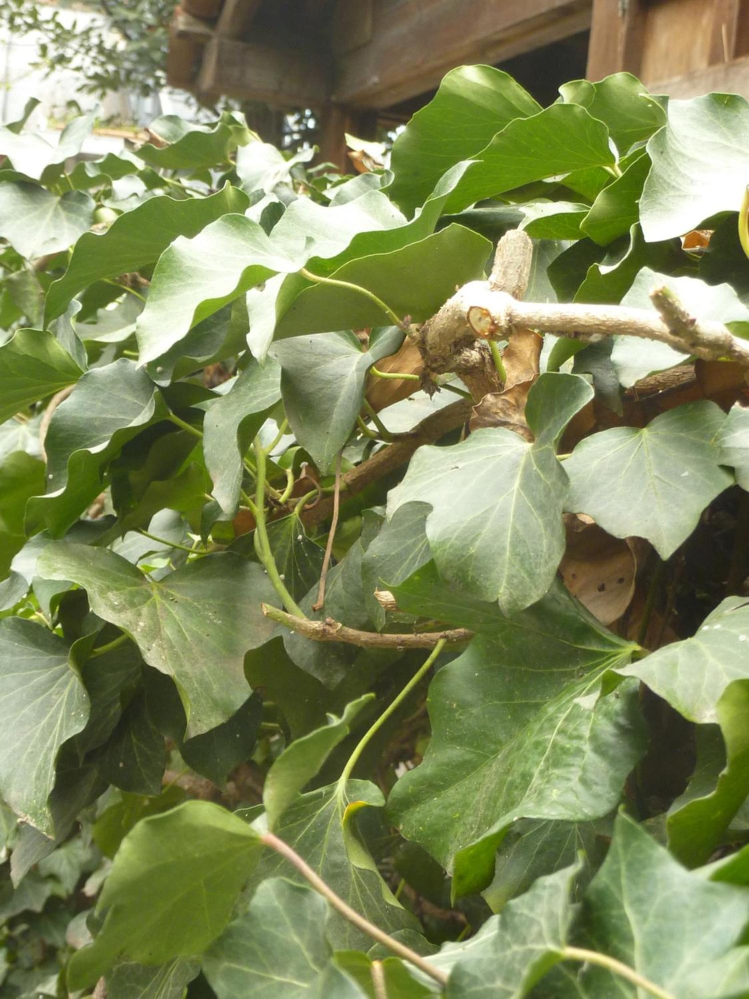 מלון Gardens In Vake, טביליסי מראה חיצוני תמונה