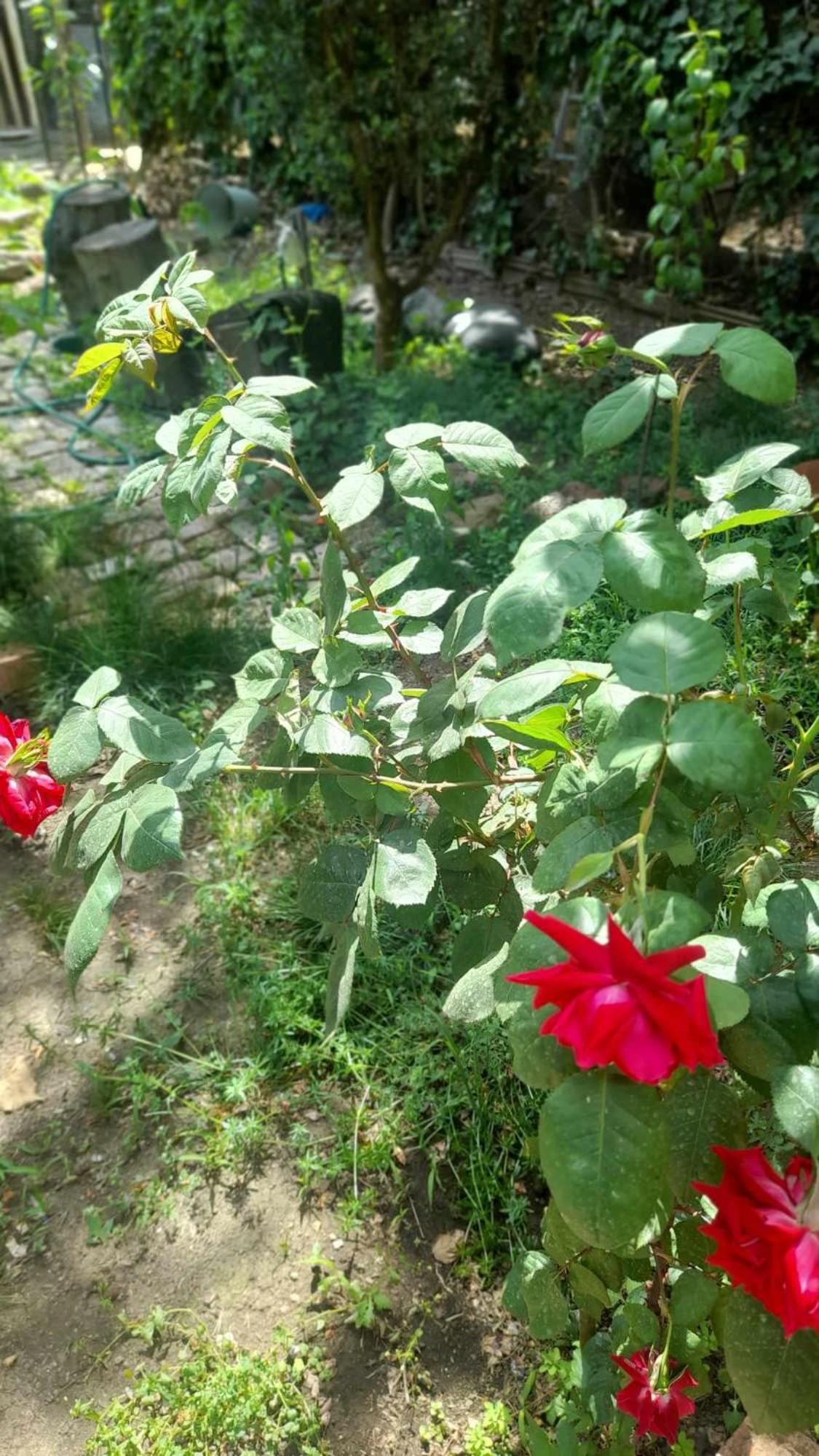 מלון Gardens In Vake, טביליסי מראה חיצוני תמונה